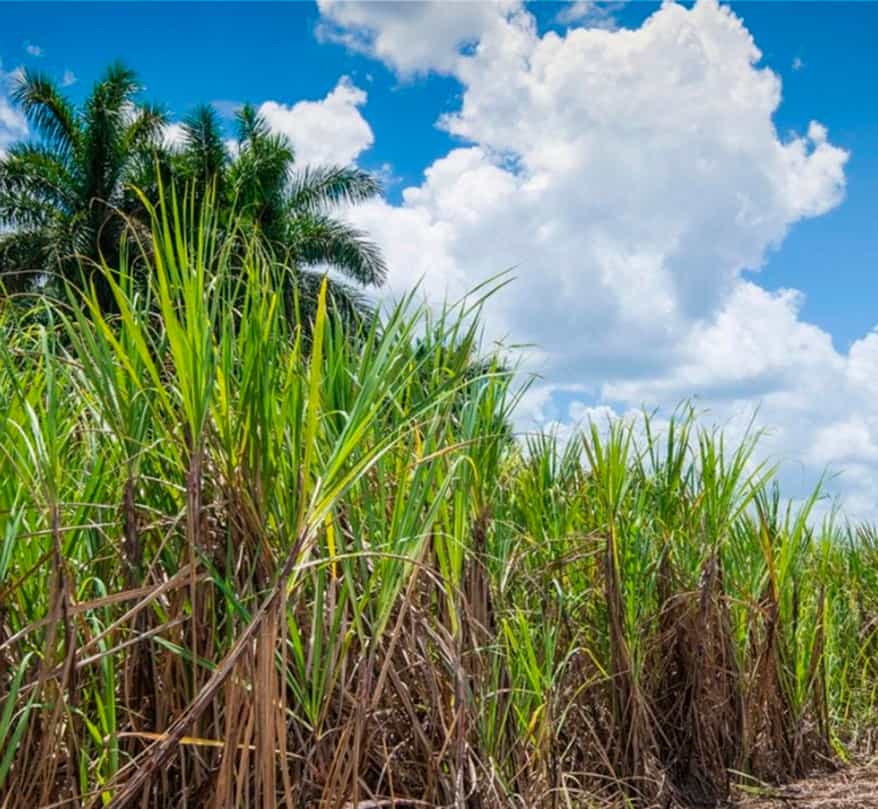 <span>PROCESO</span> DE Elaboración